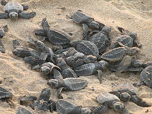 olive_ridley_babies_hatching_out_of_their_eggs__preparing_for_their_first_trek_towards_t_33947