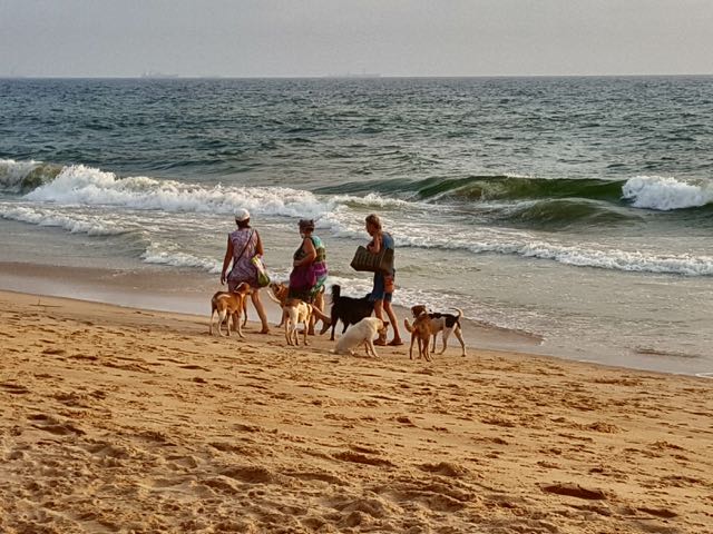 Koerad rannal