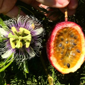 Passion-fruit-flower-and-fruit